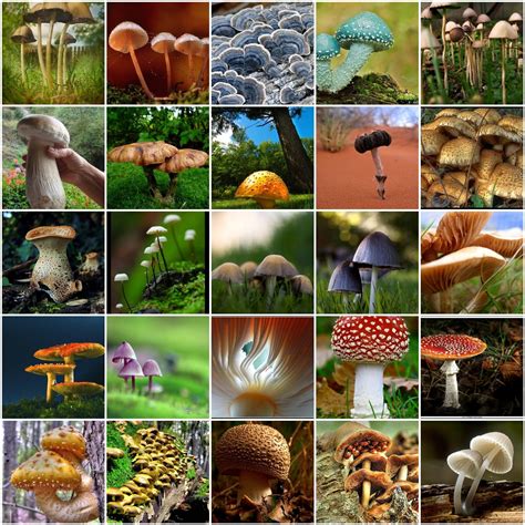 Magic mushrooms are hallucinogenic mushrooms. What is the strongest magic mushroom species? | Magic ...