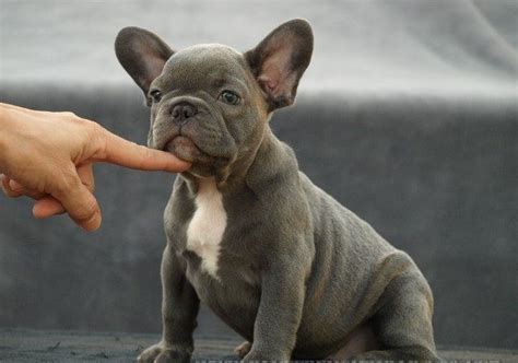 The brittany would point out the game and then drop down to the ground while. English Bulldog Puppies For Adoption In Pa