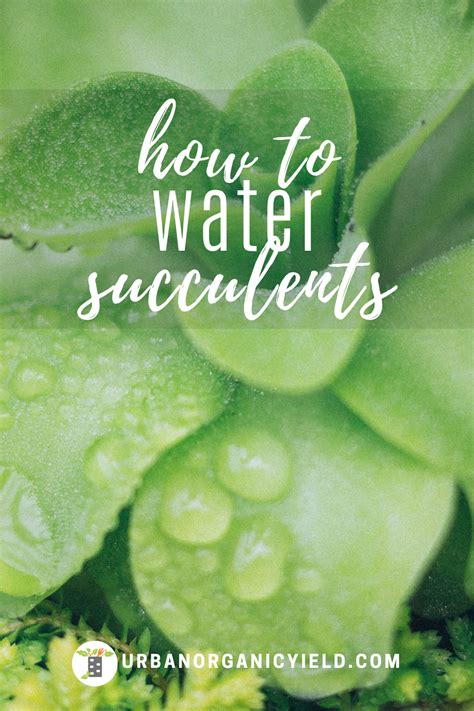 Check spelling or type a new query. How Often To Water Succulents | How to water succulents ...