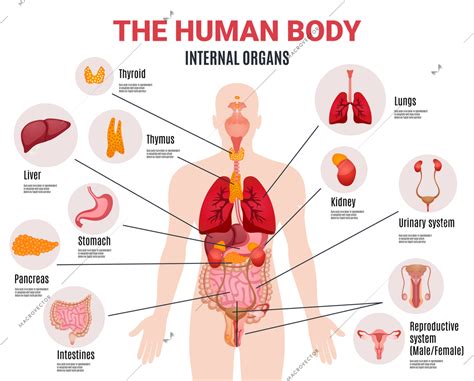 Hepatitis affects what organ of the body? answered by dr. Human Body Internal Organs Schema Flat Vector Illustration ...