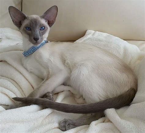 They are sweet, funny, loving, and adaptable personalities. Blue Point Siamese Cat Stuffed Animal - Animal Friends