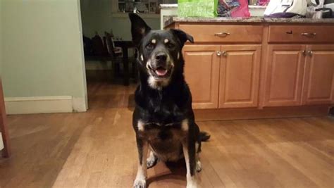 We would love to hear from you! Yogi (RI) | Shepherd mix dog, Home rescue, Yogi