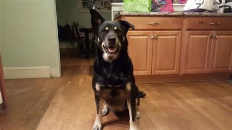 Home how it works downloads help. Yogi (RI) | Shepherd mix dog, Home rescue, Yogi