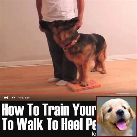 Check spelling or type a new query. How to train a service dog for bipolar. Tip: 182582018 ...