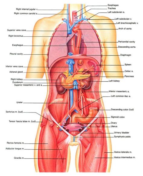 However, there is no universally standard definition of what constitutes an organ, and some tissue groups' status as one is debated. Human Organs Diagram Male Organ Map Of The Human Body ...