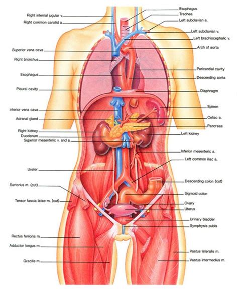 Female reproductive organs are found inside the pelvis, while the majority of male reproductive organs are located outside the body. Human Organs Diagram Male Organ Map Of The Human Body ...