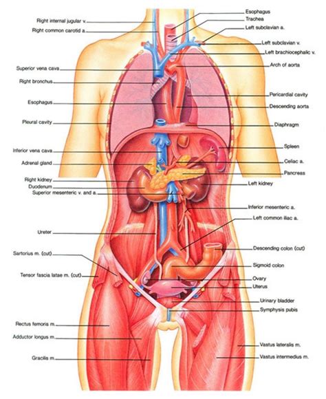 The ductus, or vasa, deferentia; Human Organs Diagram Male Organ Map Of The Human Body ...