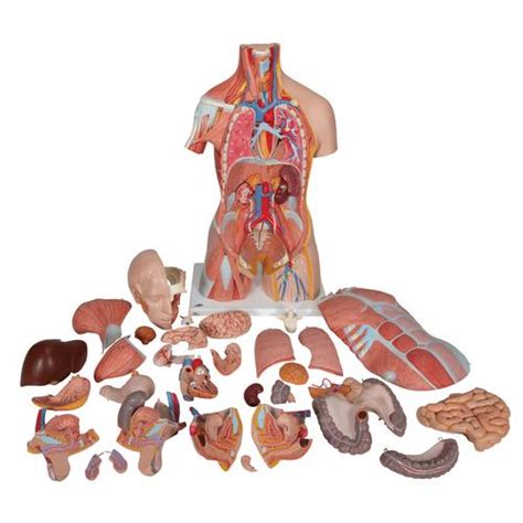 Quizlet flashcards, activities and games help you improve your grades. Human Torso Model | Life-Size Torso Model | Anatomical ...