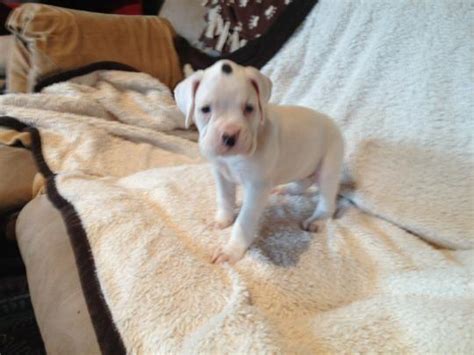 Male and female boxer puppies available. White female AKC Boxer Puppies for Sale in Whitelaw ...