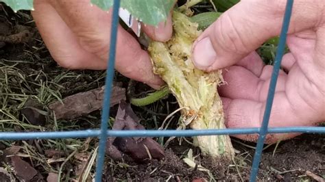 Is zucchini squash a vine. How To Remove Squash Vine Borers from Zucchini plants ...