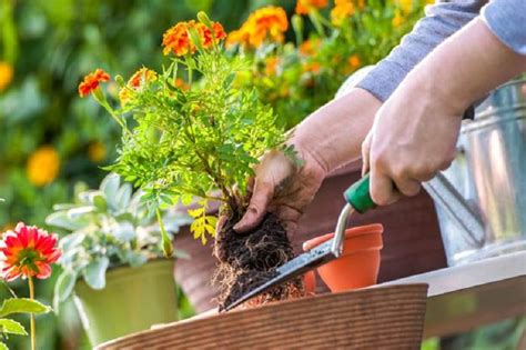 Padahal, pekarangan yang luas, atau bahkan kecil, bisa dimanfaatkan untuk menanam sayur. Tertarik Bercocok Tanam di Rumah? Begini Tips untuk ...