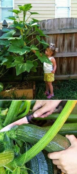 When flowering starts, your zucchini plants will only produce male flowers at first. Tips for Growing Zucchini Vertically - Dan330