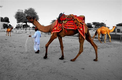 Start with a plastic tub: Camel Breeding Farm Bikaner | One Day and lot to see