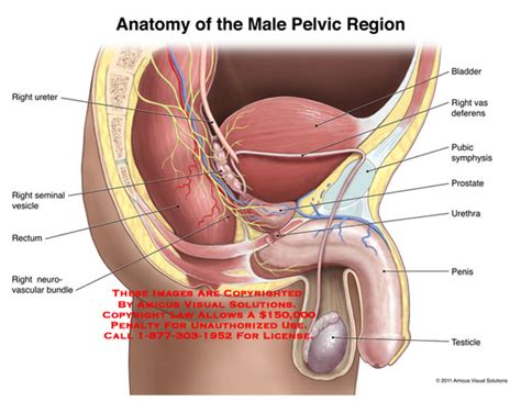 Overview of the male anatomy file type pdf male anatomy. (11054_01A) Anatomy of the Male Pelvic Region - Anatomy ...
