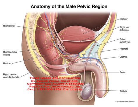 Muscle models / time to work that upper body! bladder - Anatomy Exhibits