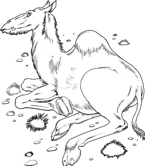 Camels provide everything in a desert. Free Printable Camel Coloring Pages For Kids