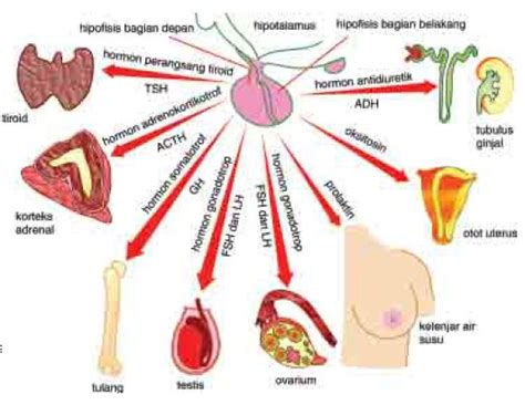 Maybe you would like to learn more about one of these? Pengertian dan Macam-Macam Sistem Kelenjar Hormon ...