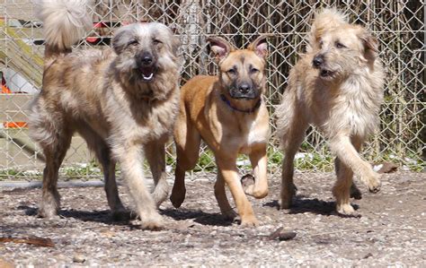 Sollte einer ihr herz berühren, so melden sie sich bitte direkt bei uns. Organisationen - Tierschutz Wörrstadt - Hunde suchen ein ...