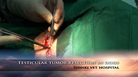 Male infertility is a combination of lack of production of spermatozoa, production of viable spermatozoa, transportation and maturation of orchitis that is sufficiently severe to cause clinical signs in the testis or scrotal sac, or even none of the dogs with testicular involvement had evaluation of their prostate. Testicular tumor resection in dogs - YouTube