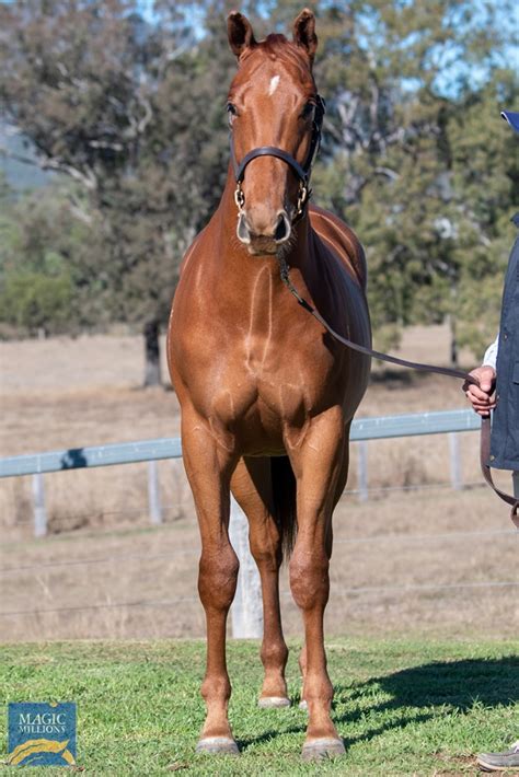 It's an idiom and the meaning of to spill the beans is to tell a secret or to reveal a secret. 2020 Gold Coast National Yearling Sale | Lot 1599 | Spill ...