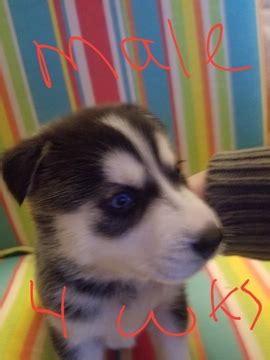 Puppyspot.com has been visited by 100k+ users in the past month View Ad: Siberian Husky Puppy for Sale near Oregon, SALEM, USA. ADN-64225