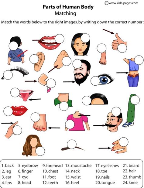 Parts of the body worksheets for kindergarten. Body Parts Matching worksheet