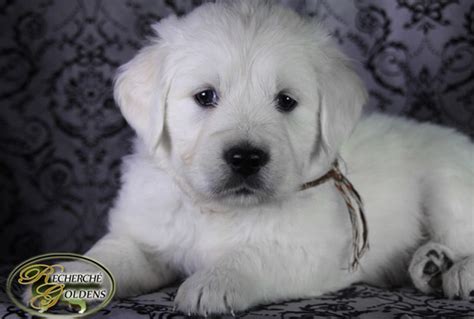 Beautiful litter of golden retriever puppies we have 4 boys and 2 girls avaliable. Trained English Cream Golden Retrievers- Recherche