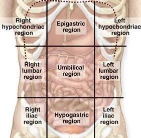 And when we talk about the sections were talking about the sections as divided by the coordinate axes. Quadrants Labeled Anatomy / The Four Quadrants Of The ...