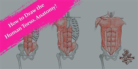 In neutral position, the trigger point projects itself at the height of the supraspinatous scapular fossa near the scapular spine onto the dorsal wall of the torso. Upper Torso Anatomy / The torso muscles attach to the ...