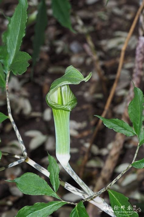 The iucn also lists 99 subspecies and 101 varieties 细齿南星Arisaema serratum_花卉图片网