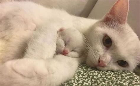 Kamu punya anak kucing baru lahir? Anak-Kucing-Anggora-Baru-Lahir