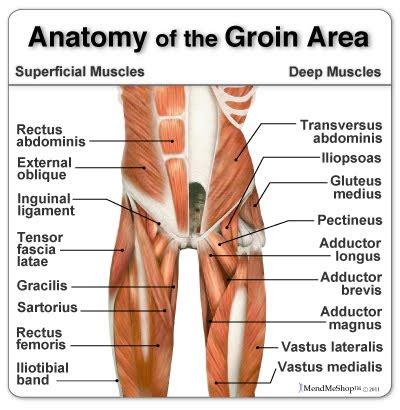 The groin muscles are the ones on the inner thigh that attach to the hip bones. Beyond Sports Science: Groin Injury Prevention