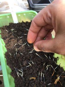 This is called hardening and allows the plants to get used to the outdoor conditions. Growing flowers - plant French Marigolds from seeds - Grow ...