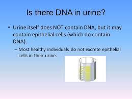 Also, sometimes urine can contain traces of blood. Is there DNA in urine? - Quora