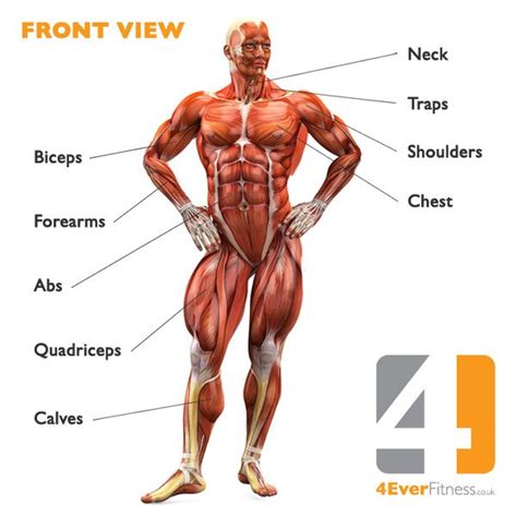 Body functions & life process. Human Body Muscles Anatomy | Human Body Muscle Diagram ...