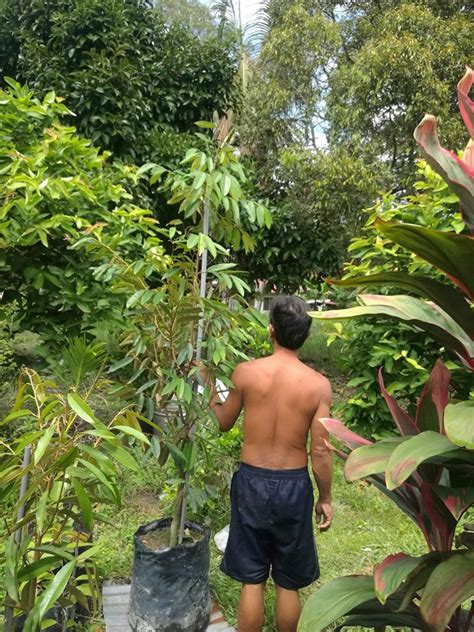 Teknik pemangkasan pokok durian agar durian cepat berbuah. Berita TV Malaysia: Pokok durian Musang king 8 kaki ada ...