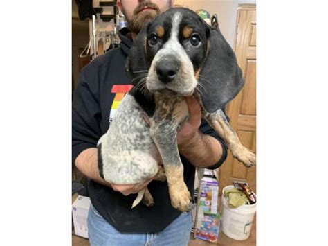 Select the breed to be taken to the list. Purebred Bluetick Coonhound puppies in Moberly, Missouri ...