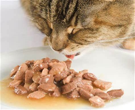 We researched the best wet foods so you can pick the right one for your feline. Best Kitten Food Tips that Fits Your Budget | PetPact.com