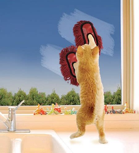 All About Life: Upah Kucing Sebagai Tukang Sapu