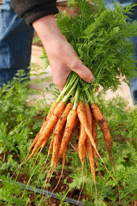If you are reading this post now, in late january, the answer is 'not yet', for tulips at least. 11 Plants to Grow in Late Summer | HGTV's Decorating ...