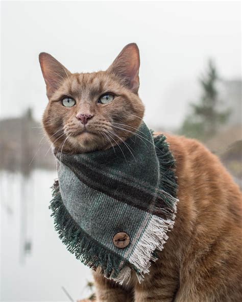 The idea of a cat yowling at all hours of the night and waking up the house may sound funny, but senior cats who begin to yowl like this may be suffering from something serious — and treatable. Ashby on Instagram: "Vogue model by day and crazy cat by ...