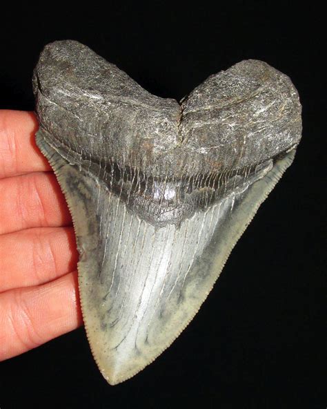 3.1 lee creek aurora chubutensis megalodon shark tooth. Chubutensis - Fossil ID - The Fossil Forum