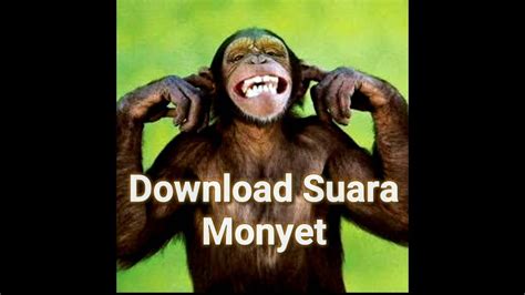 Pada dasarnya, anda bisa mengunduh aplikasi. Download Efek Suara Monyet Simpanse - YouTube