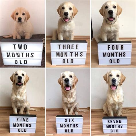How much do golden retriever puppies cost? Everything you want to know about Golden Retrievers ...