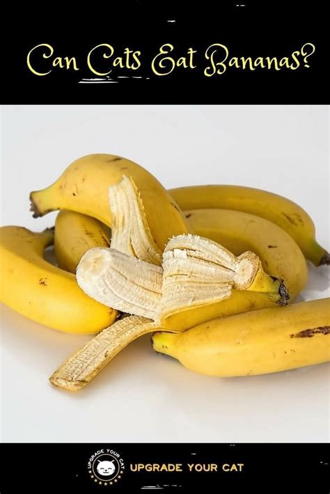 A few of the many foods that go very. Can Cats Eat Bananas? Or Other Banana-Related Foods (With ...