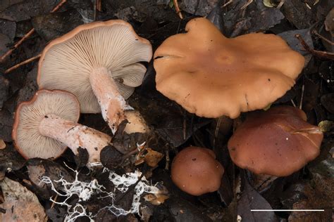 A new species of Rhodocybe sect. Rufobrunnea (Entolomataceae, Agaricales) from Italy