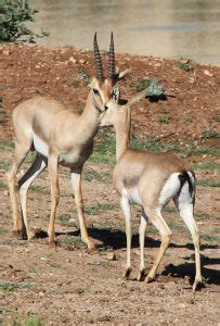 פארק עמק הצבאים, בליבה של ירושלים, הוקם בשטח פתוח המתפרש על 250 דונם בין השכונות קטמונים, גבעת מרדכי והולילנד, אחרי מאבק ציבורי חסר תקדים נגד הקמת שכונה במקום. - עמק הצבאים