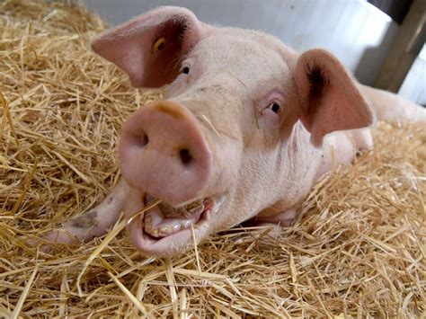 En vertu de 18 usc 2257 exigences en matière de tenue de registres déclaration de conformité. Porc obligatoire tous les lundis dans les cantines de Beaucaire