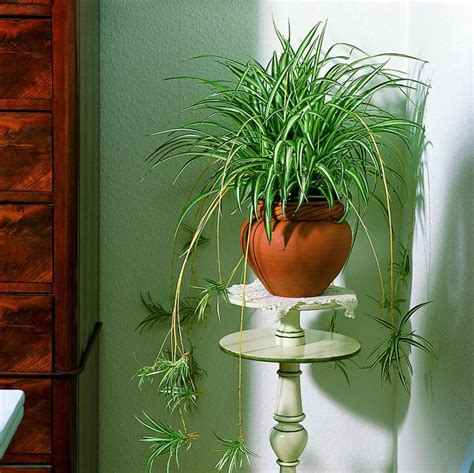 Le piante grasse pendenti sono specie vegetali impiegate a scopo ornamentale. Piante ricadenti - Piante per giardino - Varietà piante