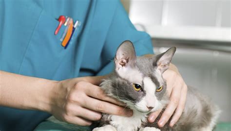 Cat health, cat tips, dr. What Happens When a Cat is Neutered? | Animals - mom.me